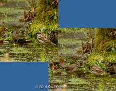 Blackcap female challenges a Sparrow on the ice-covered pond, 11 February