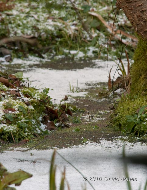 Snow on the big pond this morning, 11 February