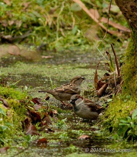 Sparrows walk on the ice-covered pond, 11 February