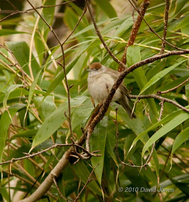A Blackcap female in our Birch tree, 12 February