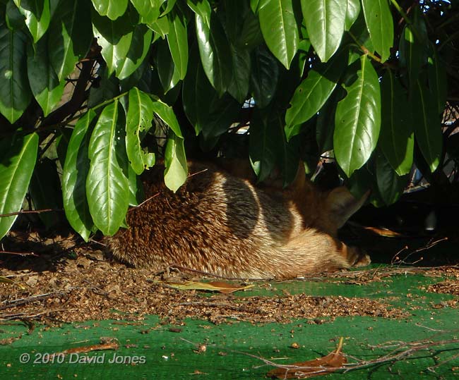 Fox on top of our caravan shelter again
