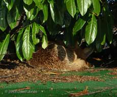 Fox on top of our caravan shelter again