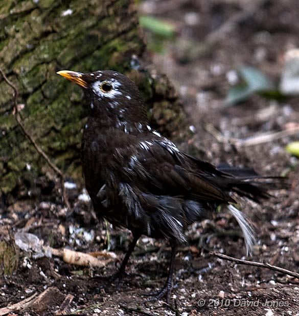 A blackbird with white feathers - 2