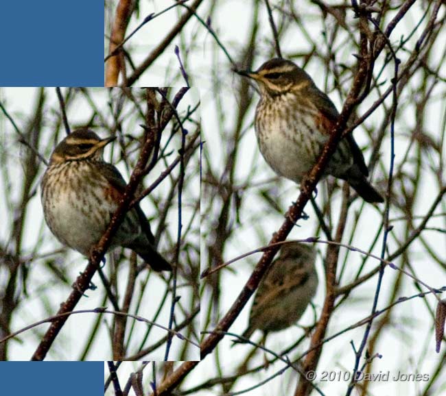 A Redwing in our Himalayan Birch, 5 January