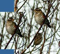 A Redwing in our Himalayan Birch, 5 January