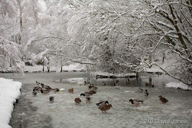 Ducks on the pond in Brickfields Park, 6 January