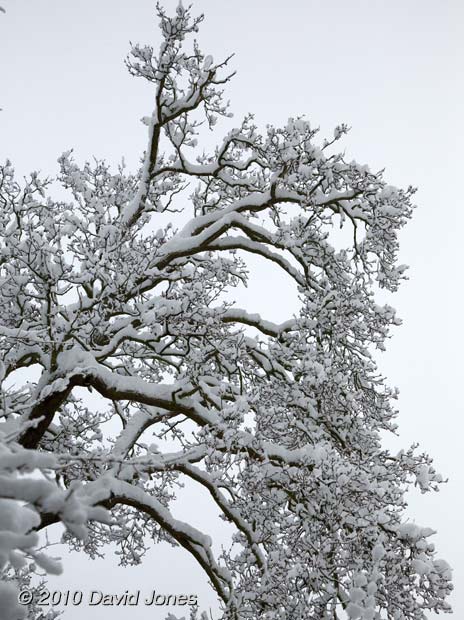 Snow caps every branch in Brickfields Park