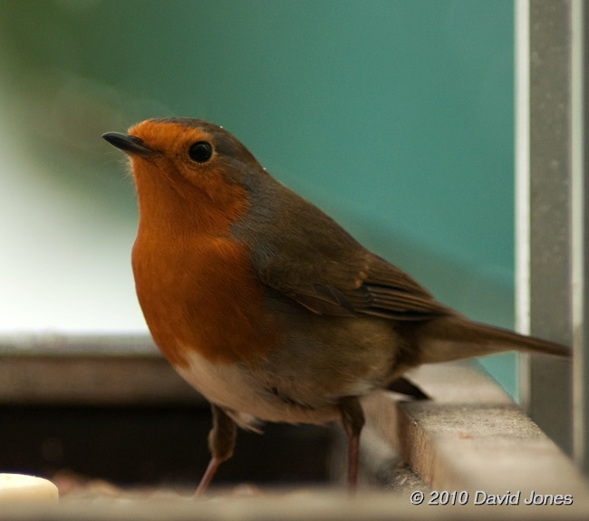A Robin on our bird table, 6 January