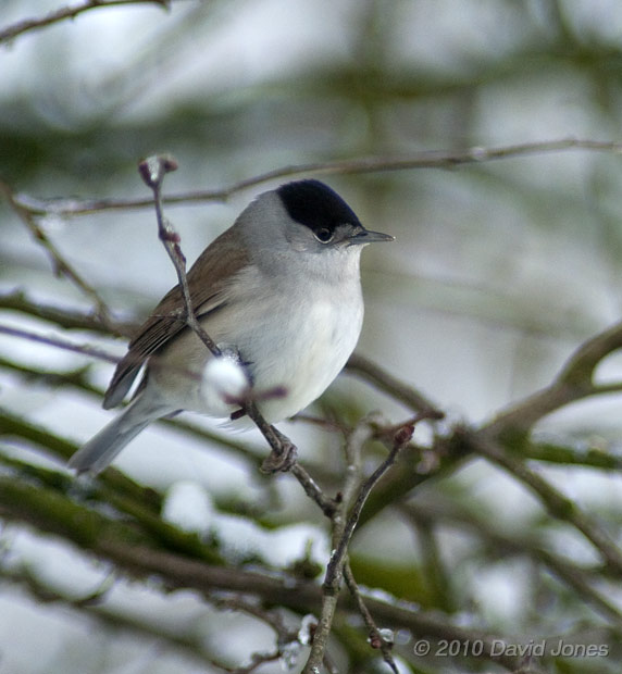 A male Blackcap in the Hawthorn, 7 January