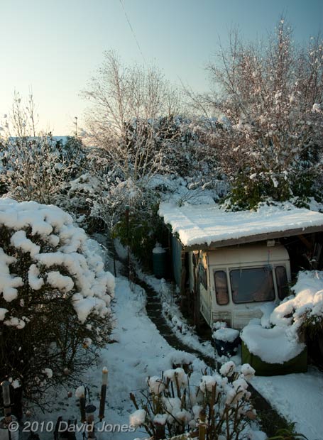 The garden this afternoon, 8 January