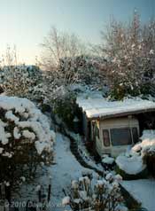 The garden this afternoon, 8 January
