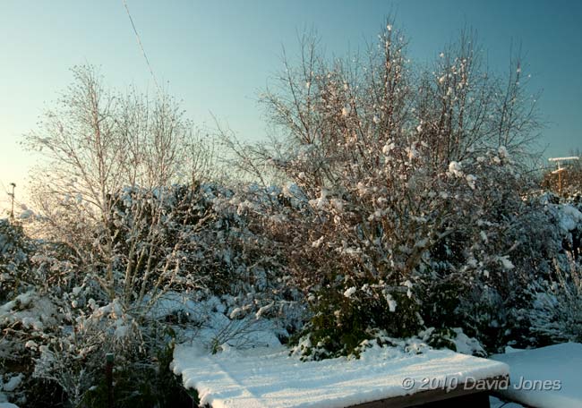 Snow on the birch trees, 8 January