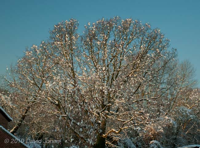 Snow on a tree in Brickfields Park