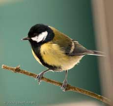 A Great Tit perched on the Buddleia, 8 January