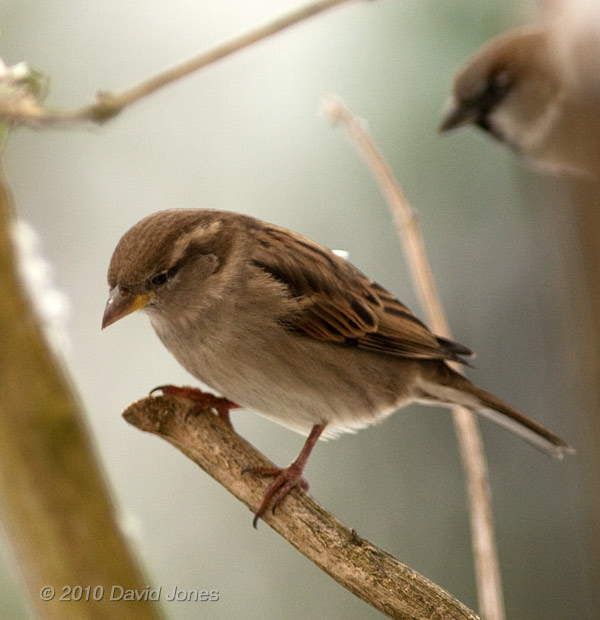 A female House Sparrow perched on the Buddleia, 8 January