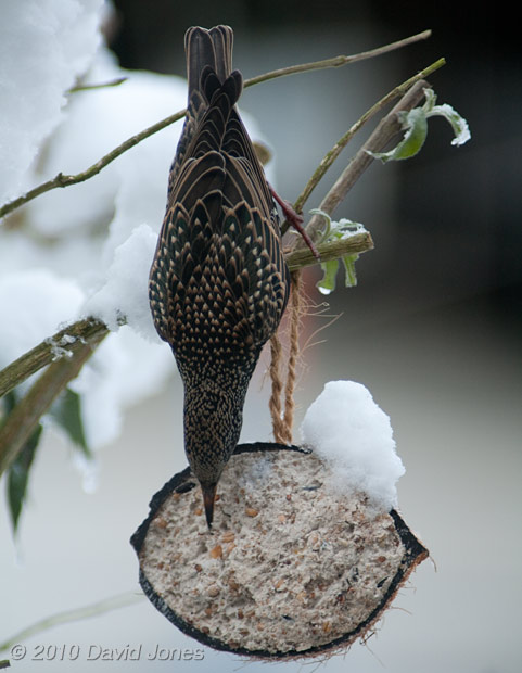 A Starling feeds head-down
