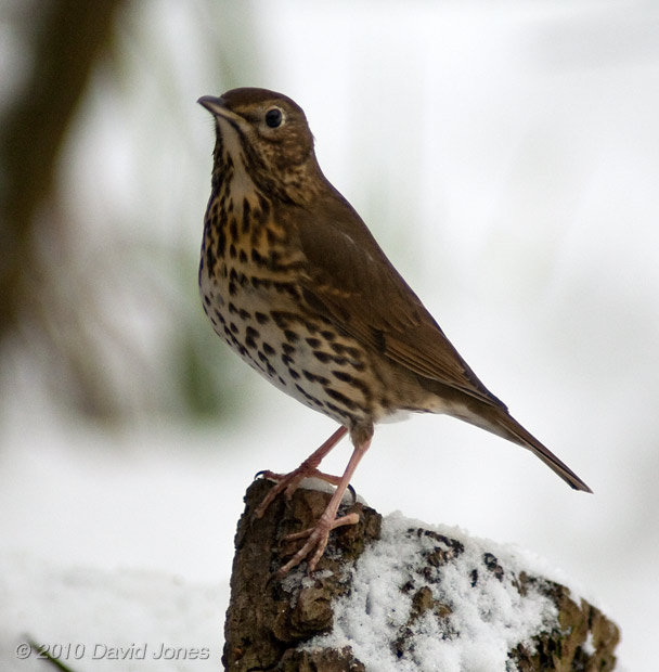 A Song Thrush visits - 1