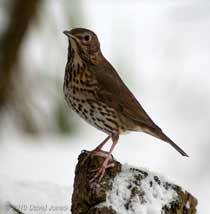 A Song Thrush visits