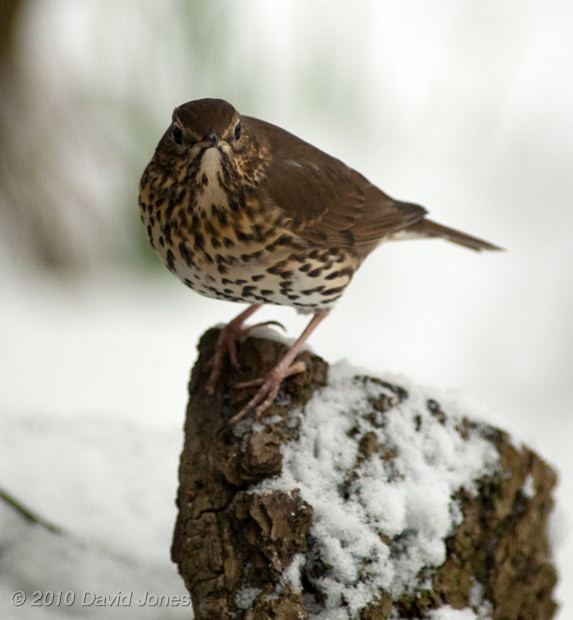 A Song Thrush visits - 2