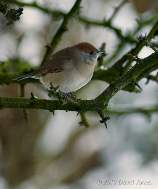 A female Blackcap in the Hawthorn, 9 January