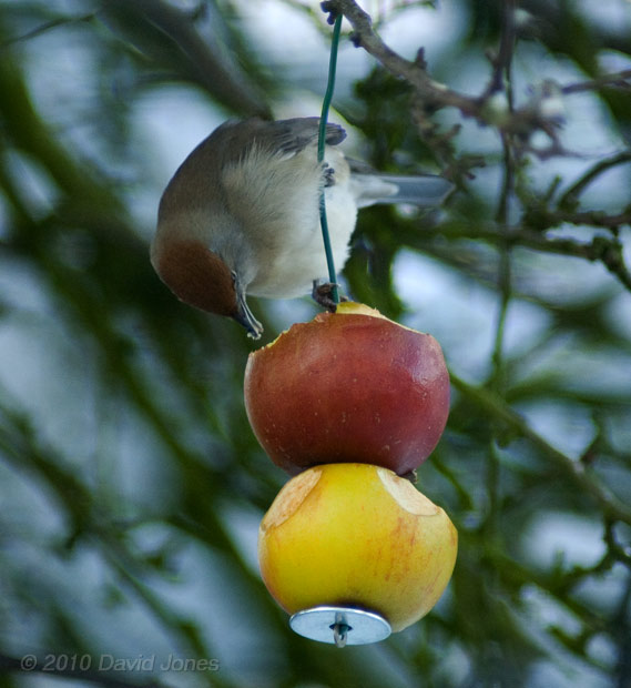 A female Blackcap feeds on an apple, 9 January