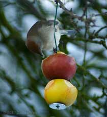 A female Blackcap in the Hawthorn, 9 January