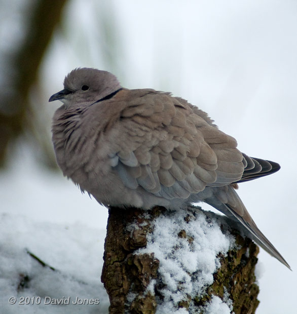 A Collared Dove fluffs up its feathers to give extra protection against the cold, 9 January