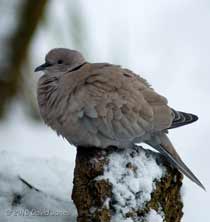 A Collared Dove fluffs up its feathers to give extra protection against the cold, 9 January