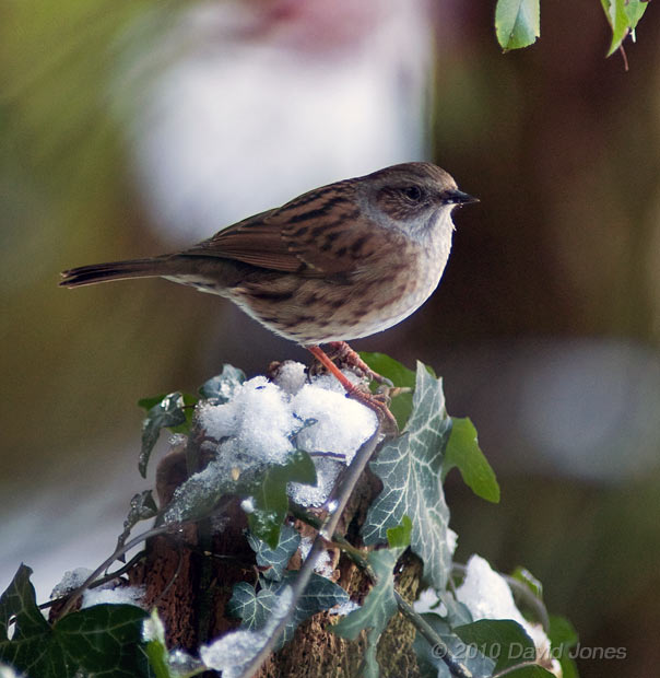 One of our Dunnock visitors, 9 January