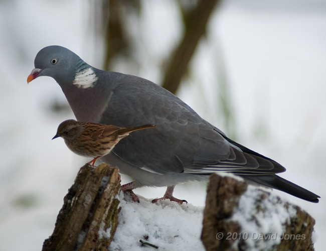 A composite picture to compare a Wood Pigeon and Dunnock, 9 January