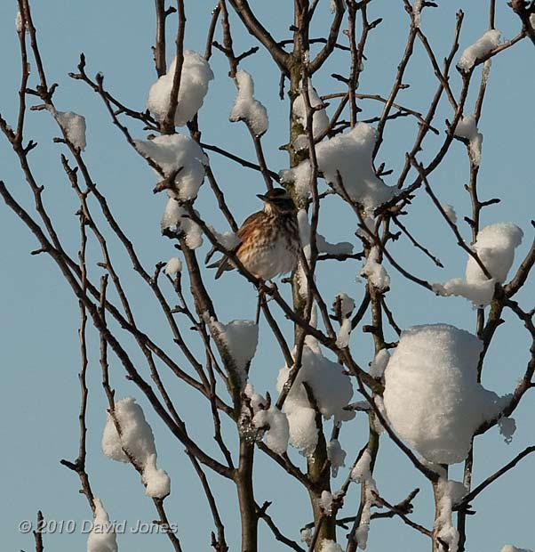 A Redwing in my neighbour's apple tree, 9 January