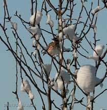 A Redwing in my neighbour's apple tree, 9 January