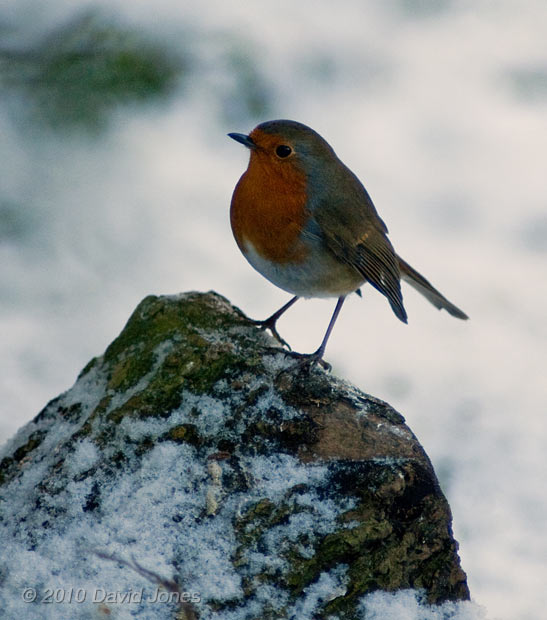 One of our Robin visitors, 9 January