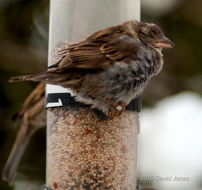 A House Sparrow suffering from the effects of the cold weather, 9 January