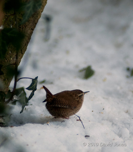 A Wren hunting around logs under the Hawthorn tree - 1