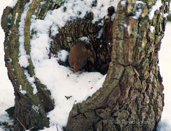 A Wren hunting around logs under the Hawthorn tree - 2