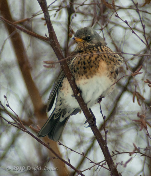 A Fieldfare in my neighbour's Birch tree - 1