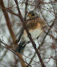 A Fieldfare in my neighbour's Birch tree