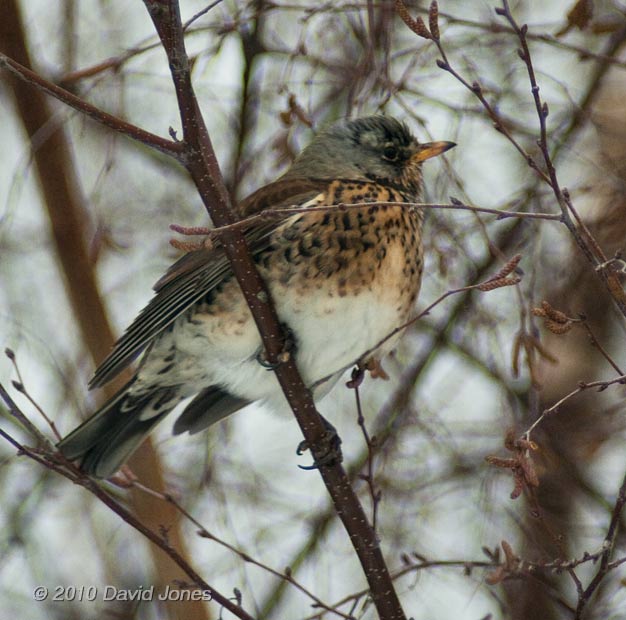 A Fieldfare in my neighbour's Birch tree - 2