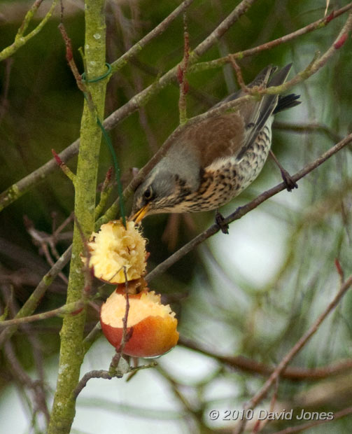 A Fieldfare feeds on apples in our Rowan tree, 10 January - 1