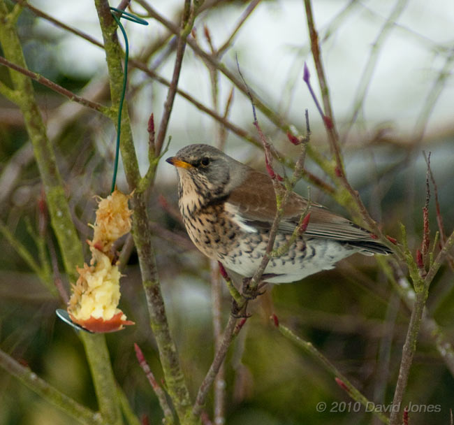 A Fieldfare feeds on apples in our Rowan tree, 10 January - 3