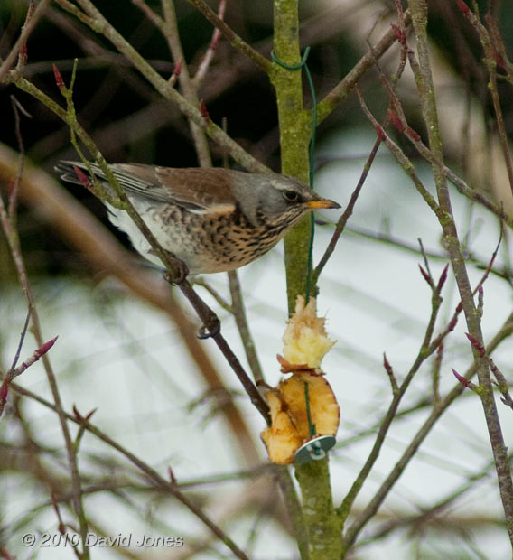 A Fieldfare feeds on apples in our Rowan tree, 10 January - 2