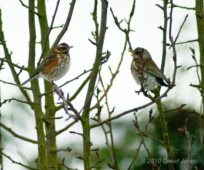 Redwing and Fieldfare in my neighbour's apple tree, 10 January