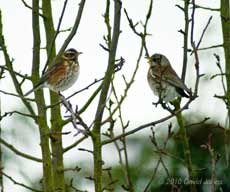 Redwing and Fieldfare in my neighbour's apple tree, 10 January