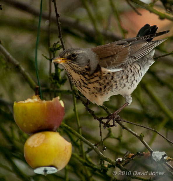 A Fieldfare eats apples in my Hawthorn tree, 11 January - 2