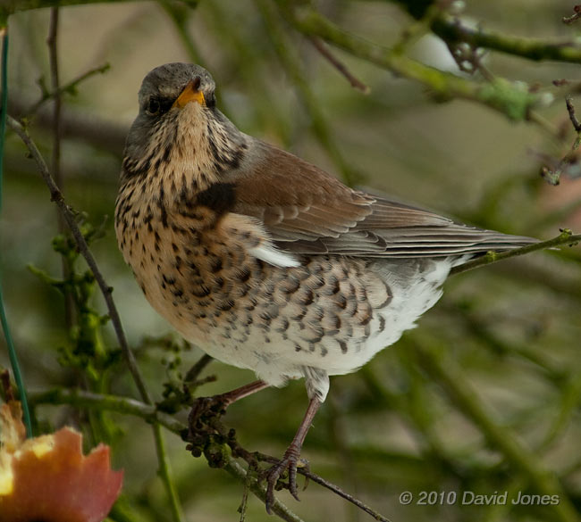 A Fieldfare eats apples in my Hawthorn tree, 11 January - 3