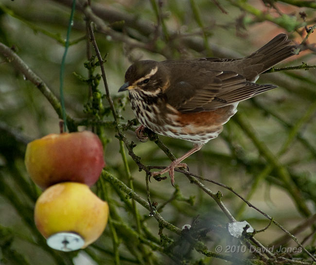 A Redwing eats apples in my Hawthorn tree, 11 January - 1