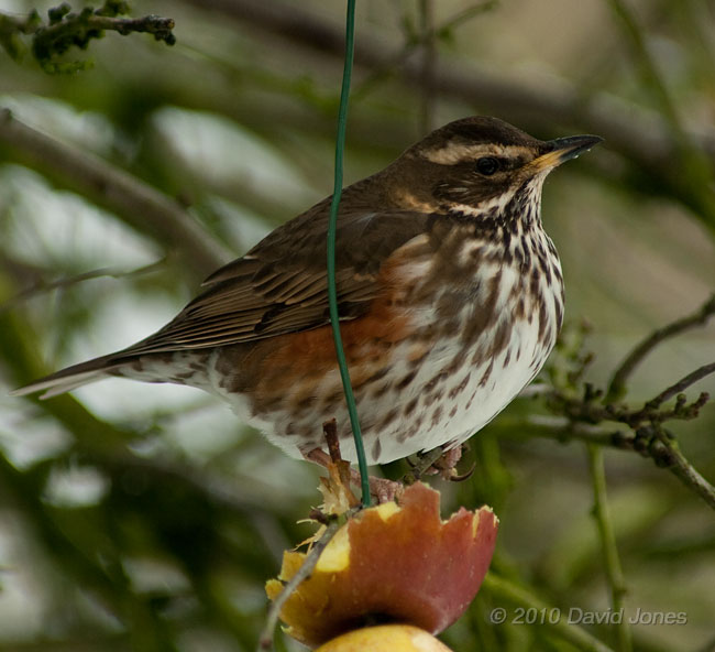 A Redwing eats apples in my Hawthorn tree, 11 January - 2
