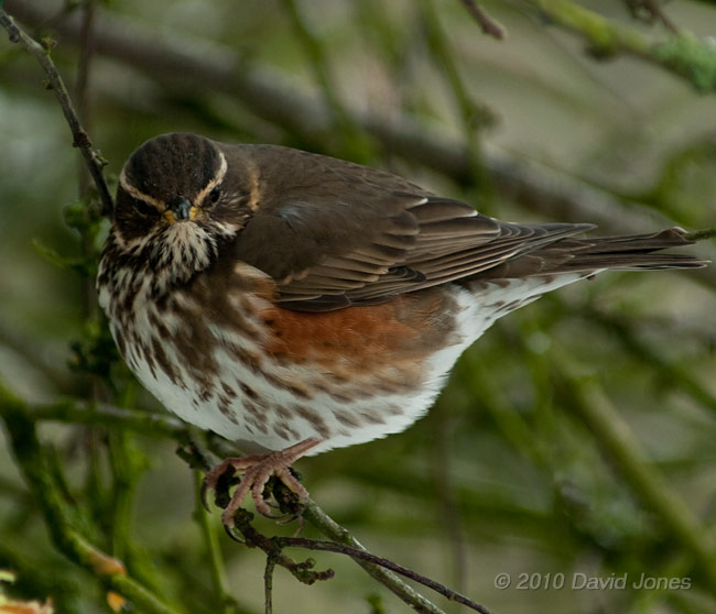 A Redwing eats apples in my Hawthorn tree, 11 January - 3