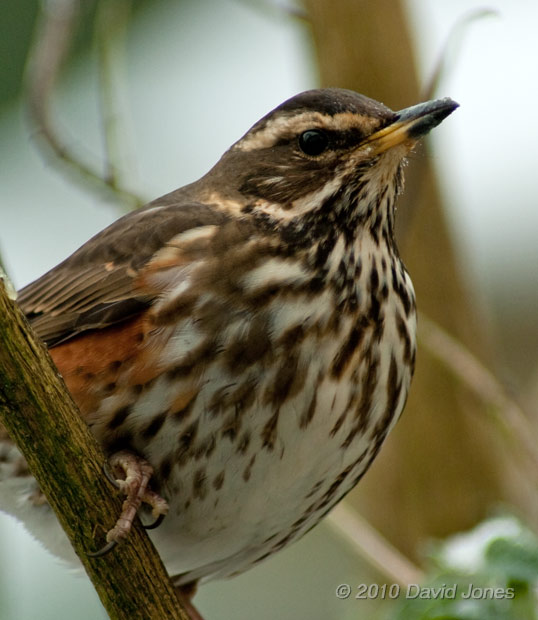 A Redwing in the Buddleia, 11 January